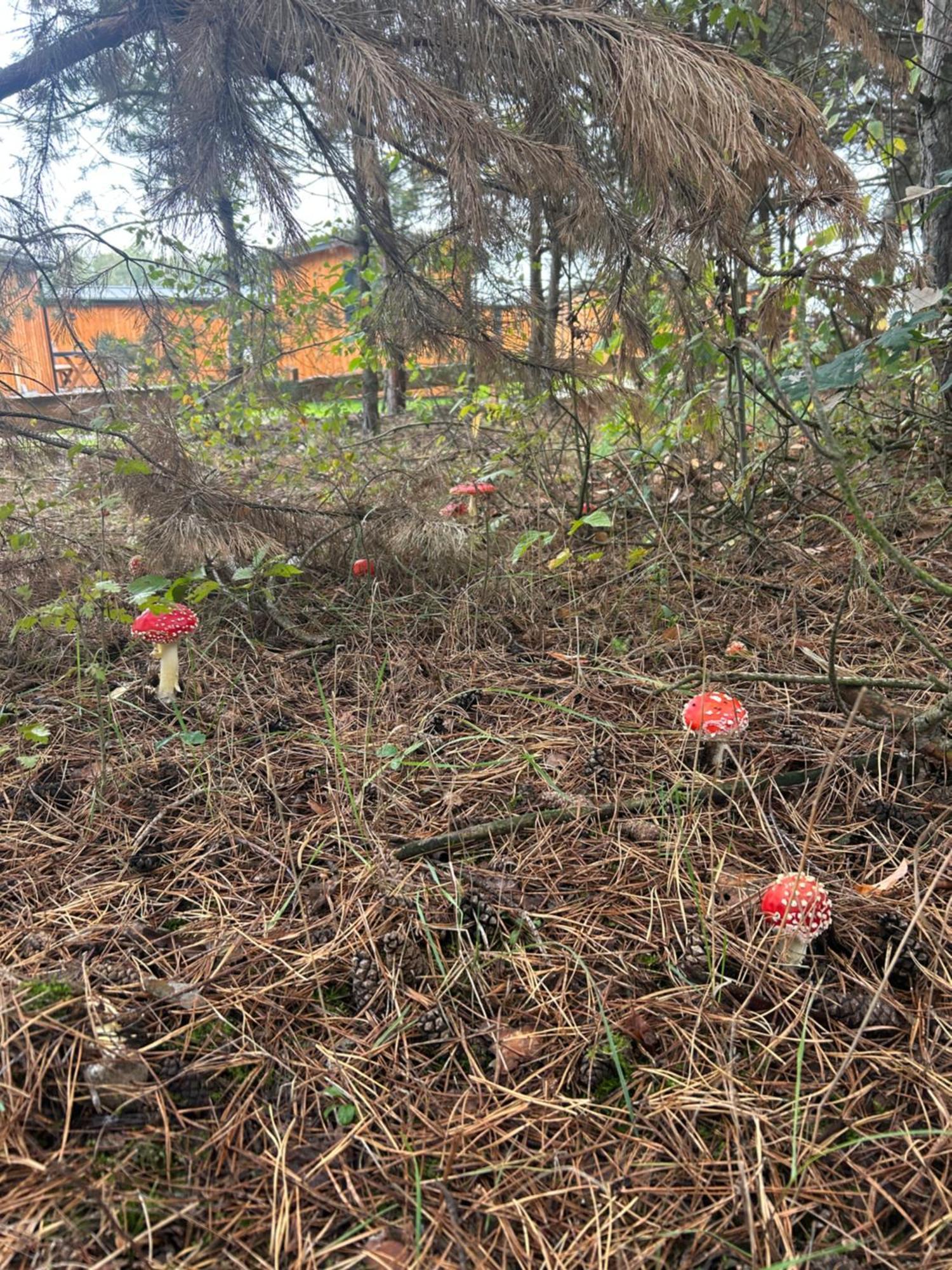 Zacisze Obok Suntago Park Otel Grabce-Towarzystwo Dış mekan fotoğraf